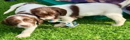 English Springer Spaniel dogs for sale: Pedigree springer spaniel Puppies - Advert 7