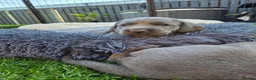Weimaraner dogs for sale: Weimaraner blue in Hull - Advert 6