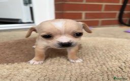 Chihuahua dogs for sale: Chihuahua Puppies ready for new HOME - Image 3