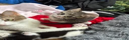 Mixed Breed cats for sale: Beautiful kittens  - Advert 5