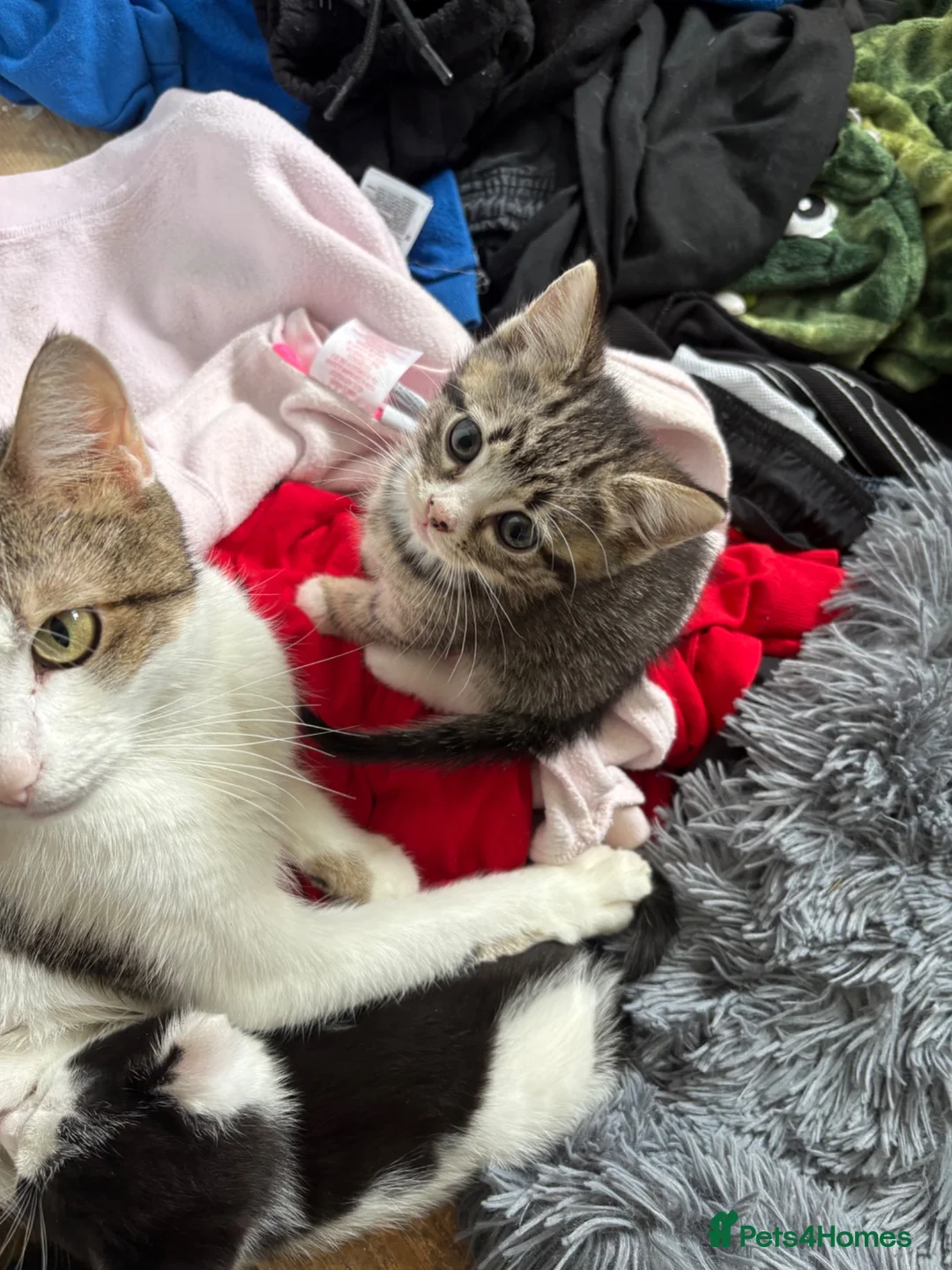Mixed Breed cats for sale: Beautiful kittens  - Advert 5