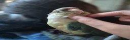 Conures birds for sale: Cinnamon green cheeked conure in Horley - Advert 7