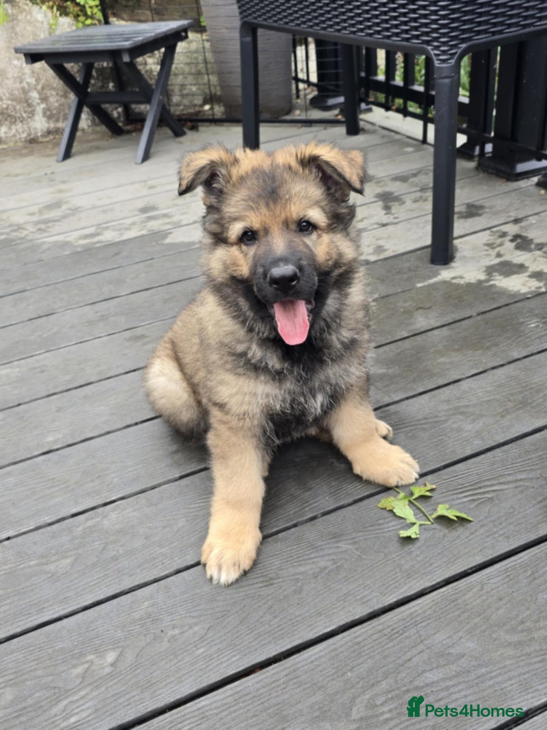 German Shepherd dogs for sale: German Shepherd Puppies  - Image 5