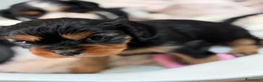 Cavalier King Charles Spaniel 3