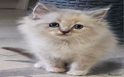 Ragdoll cats for sale: Stunning ragdoll kittens  - Image 16