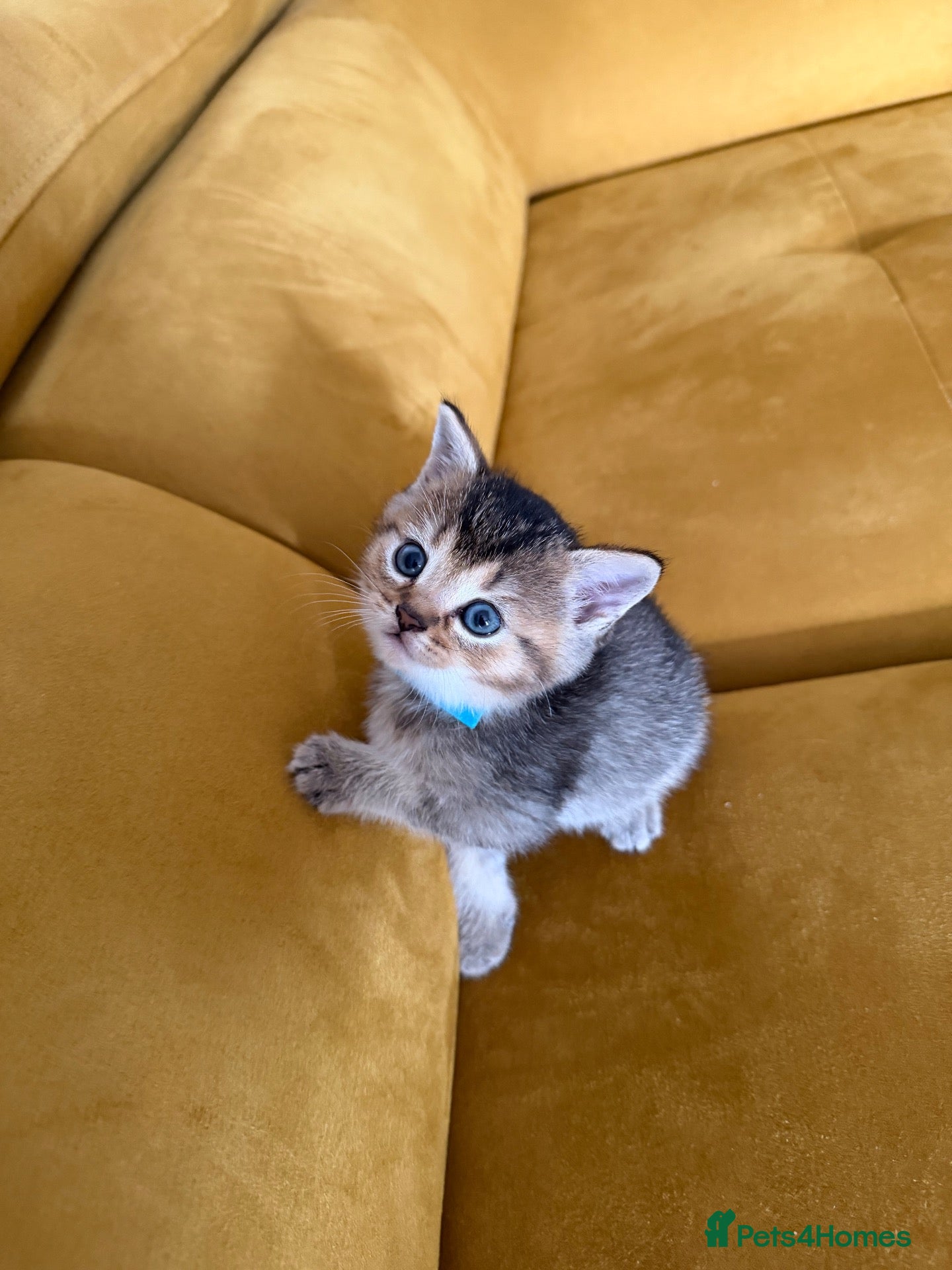 British Shorthair cats Gorgeous BSH Chinchilla Kittens  - Advert 2