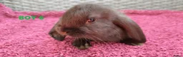 Mini Lop rabbits for sale: Cute French x Mini Lop Ready to Go!!! - Advert 20