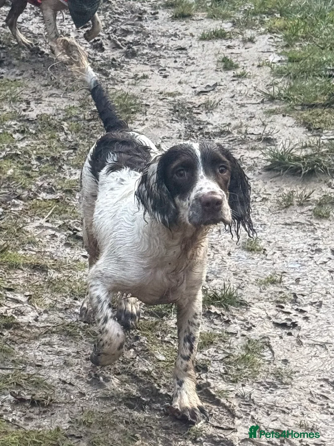 English Springer Spaniel dogs for sale: Bandit - Advert 2