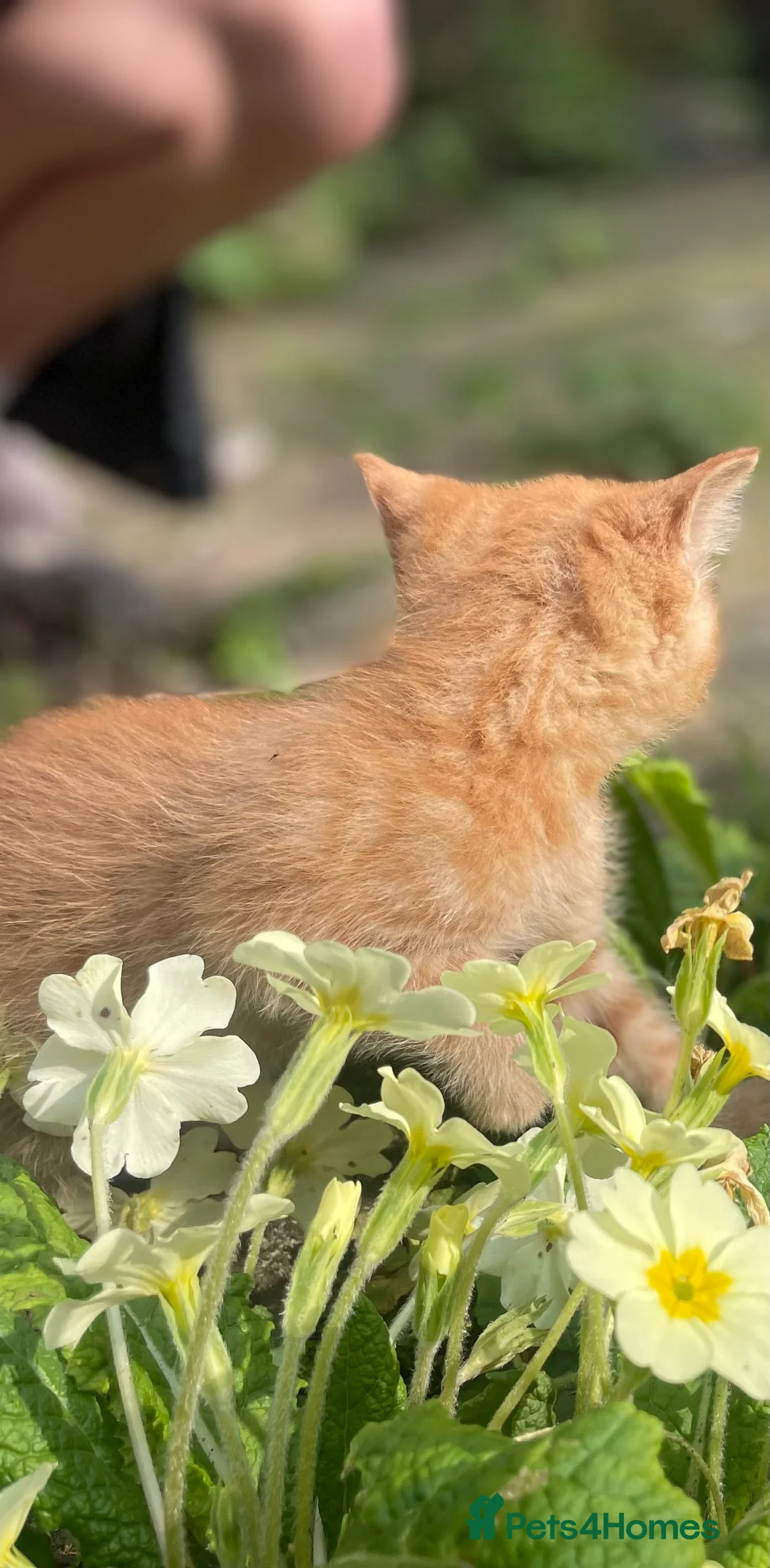 Mixed Breed cats for sale: Half Maine coon short haired kitten  in London - Advert 5