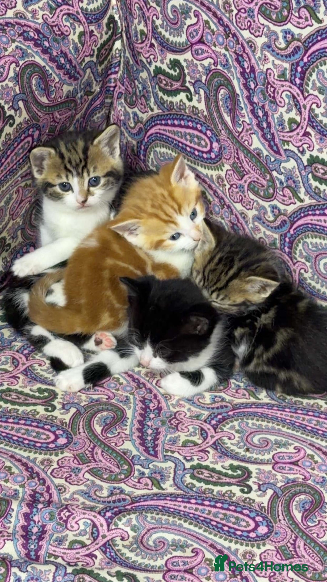 Siberian cats for sale: Chunky black and white kitten !! - Advert 5