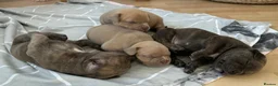 American Bulldog dogs for sale: 🐾 2 Stunning Male Pocket Bullies Available 🐾 - Advert 10