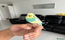 Budgerigars birds for sale: Semi tamed budgie for sale  - Image 1