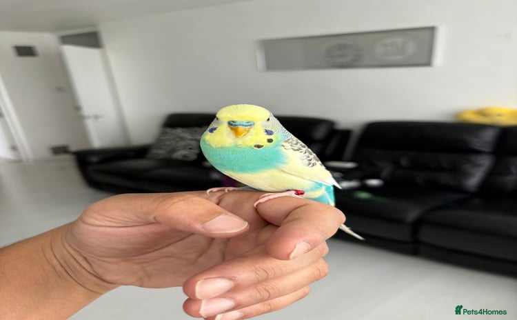 Budgerigars birds - Advert 4