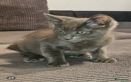 Russian Blue cats for sale: Russian blue kitten  - Image 2