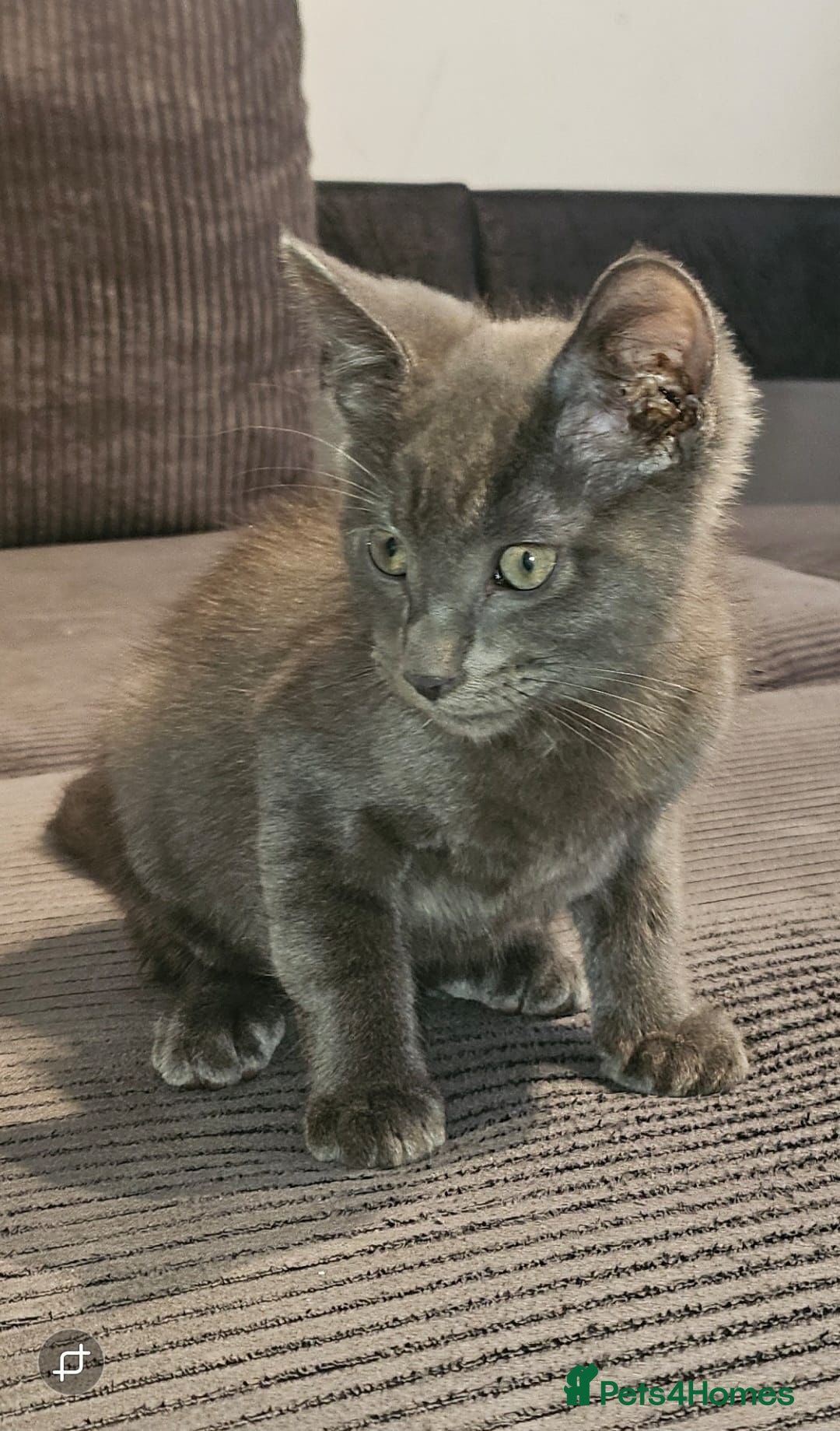 Russian Blue cats for sale: Russian blue kitten  - Image 2