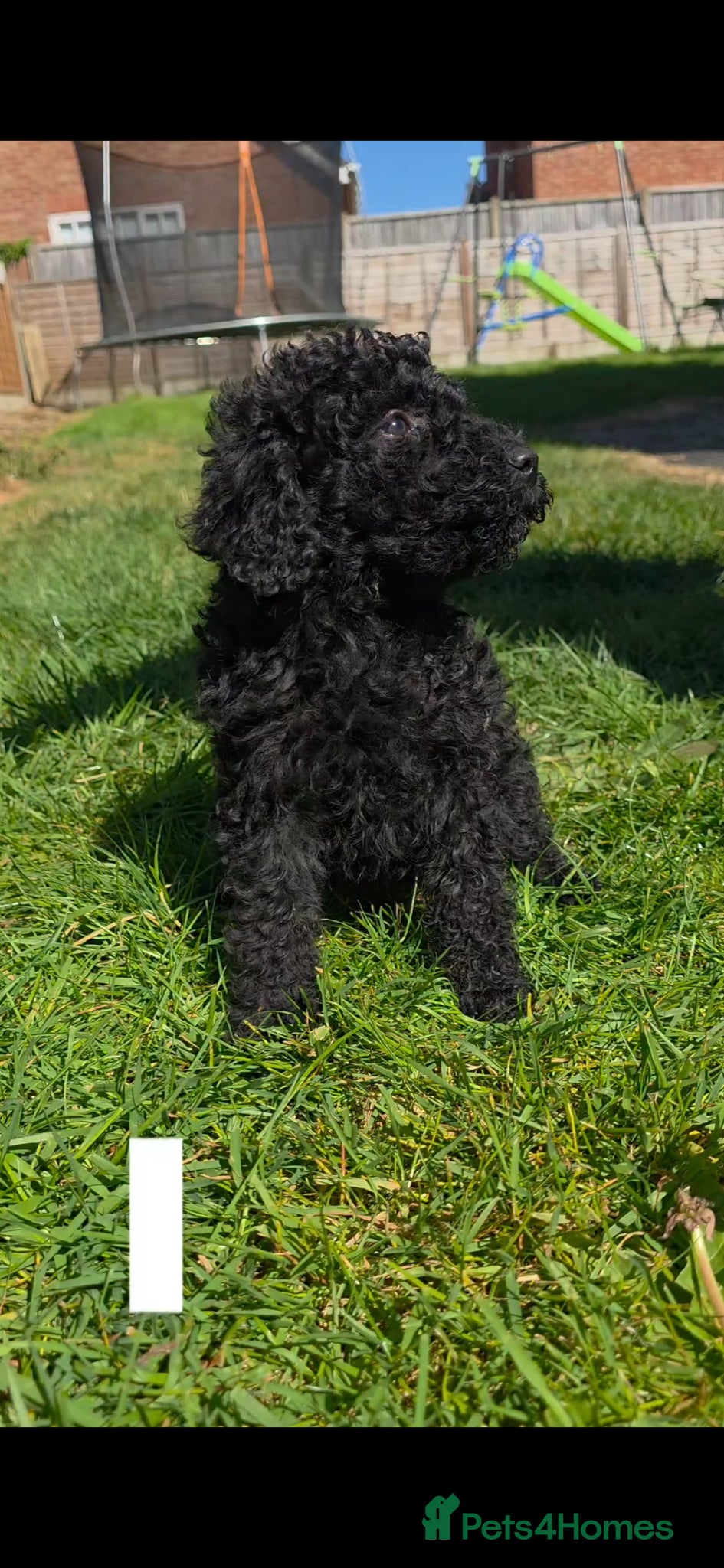 Mixed Breed dogs Miniature labradoodle cockapoo x bedlington  - Advert 3
