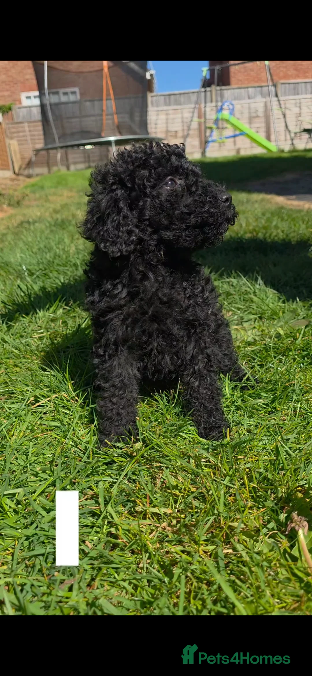 Mixed Breed dogs for sale: Miniature labradoodle cockapoo x bedlington  - Advert 1