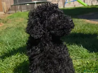 Mixed Breed dogs Miniature labradoodle cockapoo x bedlington - Advert 18