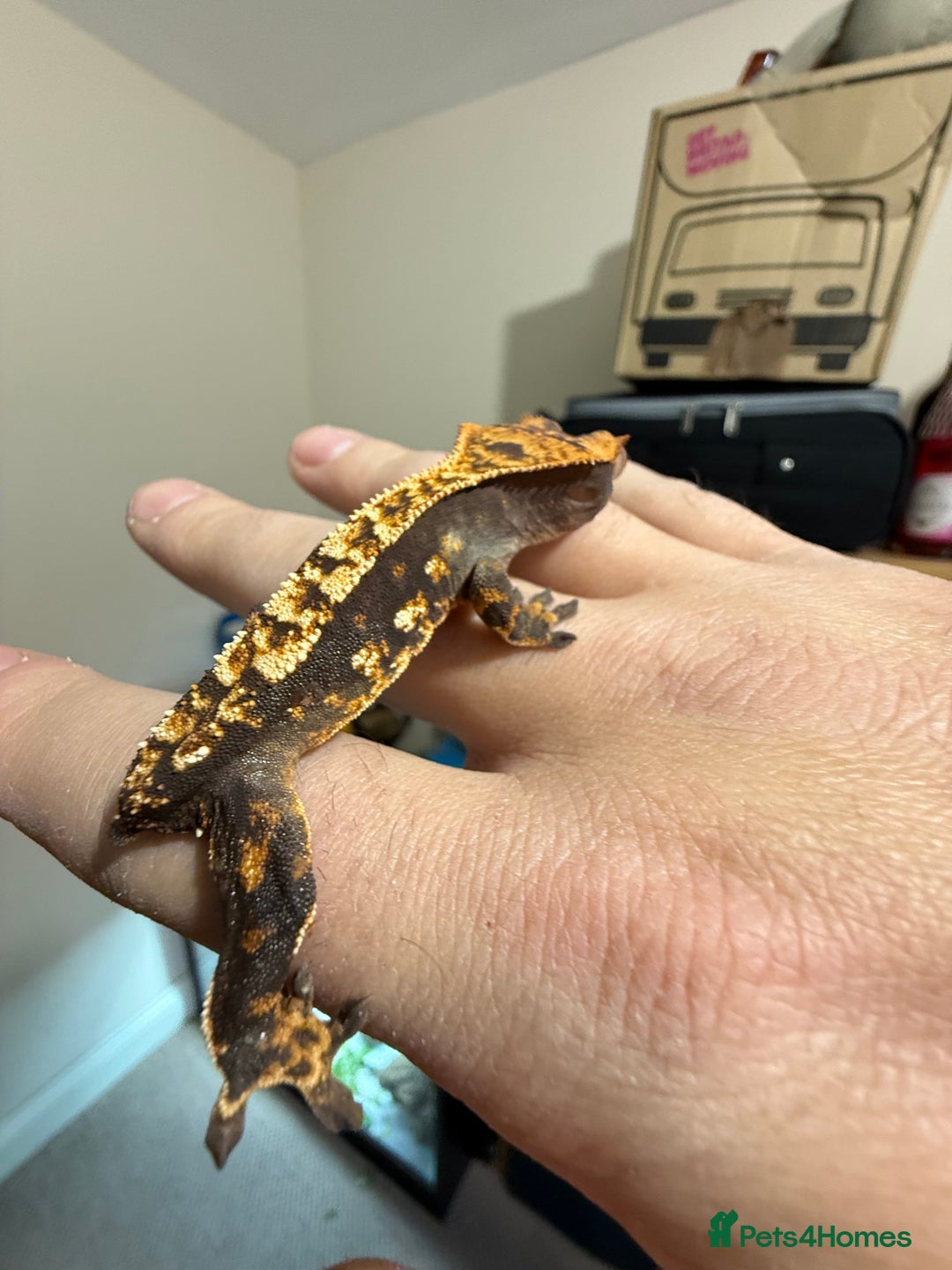 Gecko reptiles for sale: 🔥🔥🔥 Baby crested Geckos 🔥🔥🔥 - Advert 14