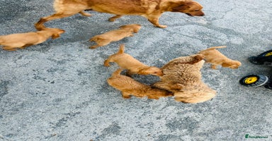 Labradoodle dogs - Advert 1