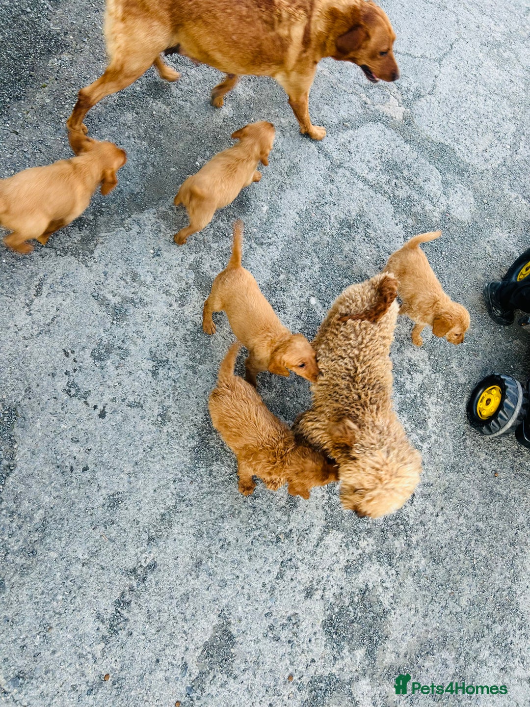 Labradoodle dogs for sale: Beautiful Labradoodle puppies for sale - Image 3
