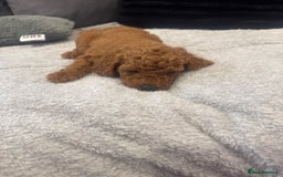 Toy Poodle dogs for sale: Toy puddle  - Image 5