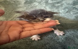 Mixed Breed cats for sale: 3 male kittens looking for new homes  - Image 4