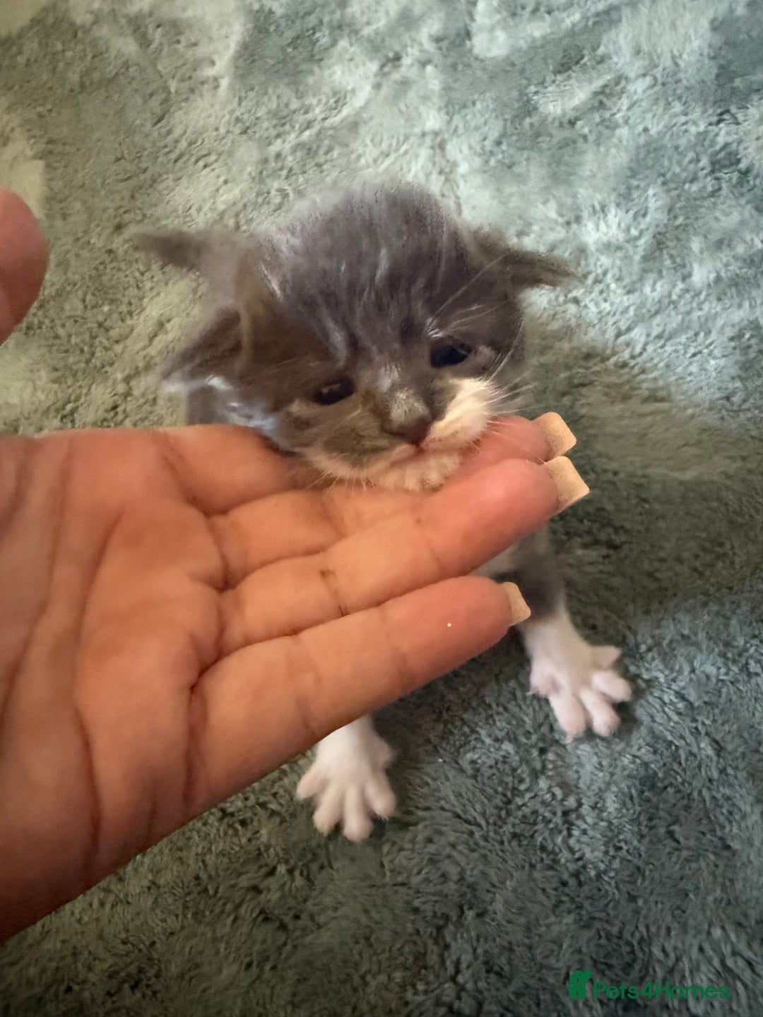 Mixed Breed cats for sale: 3 male kittens looking for new homes  - Image 4