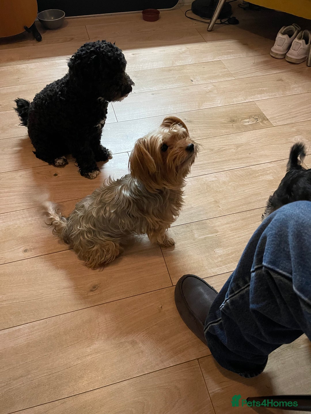 Mixed Breed dogs for sale: Adorable Morkie Poo puppies - Advert 30