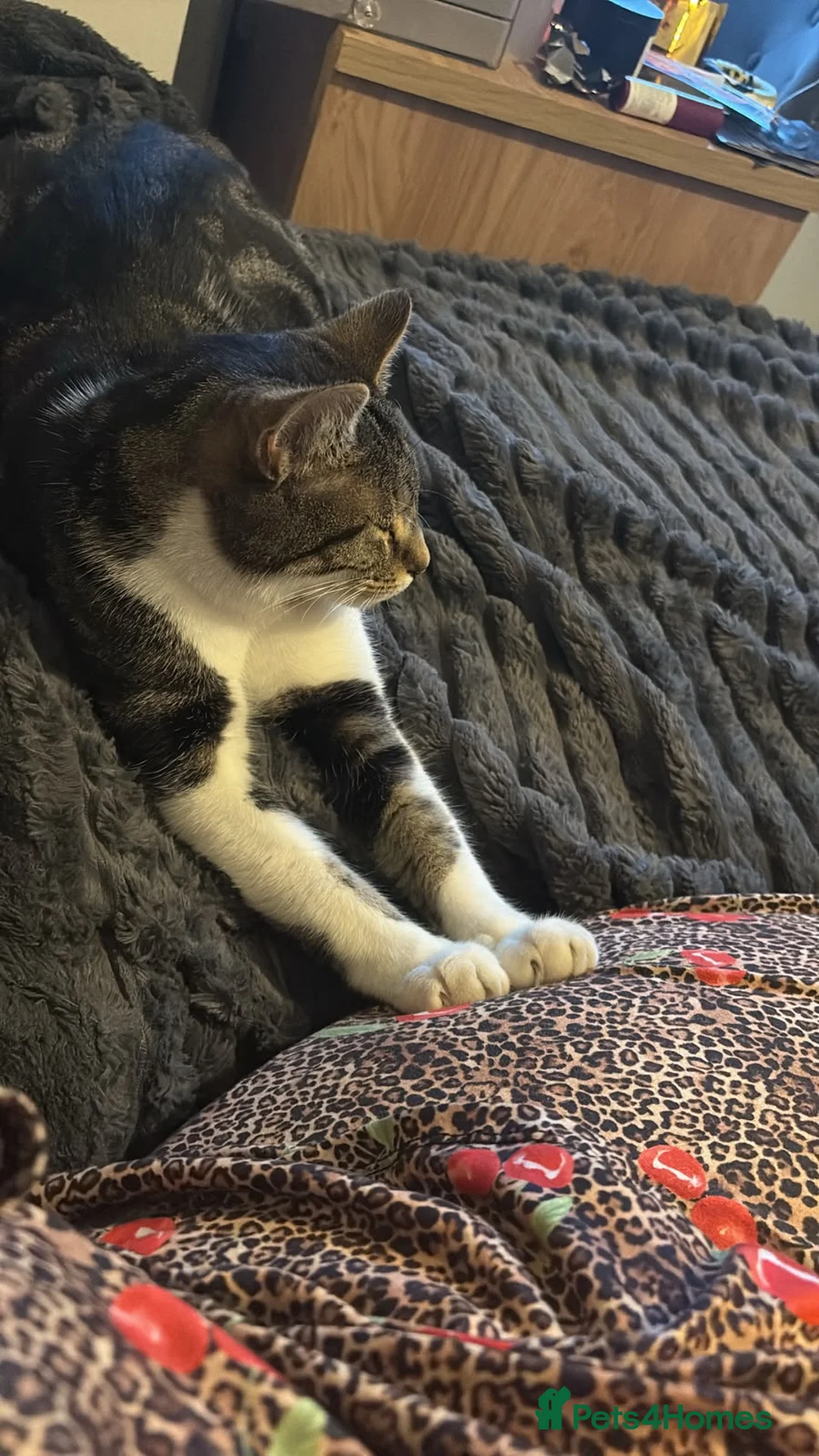 Domestic Shorthair cats for sale: Toastie  - Advert 4