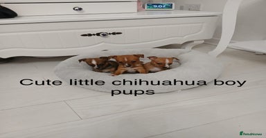 Chihuahua dogs - Advert 2