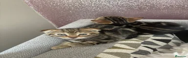 Scottish Fold 3 brown tabby folded ears 
