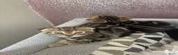 Scottish Fold cats for sale: 3 beautiful Scottish fold kittens for sale  - Advert 14