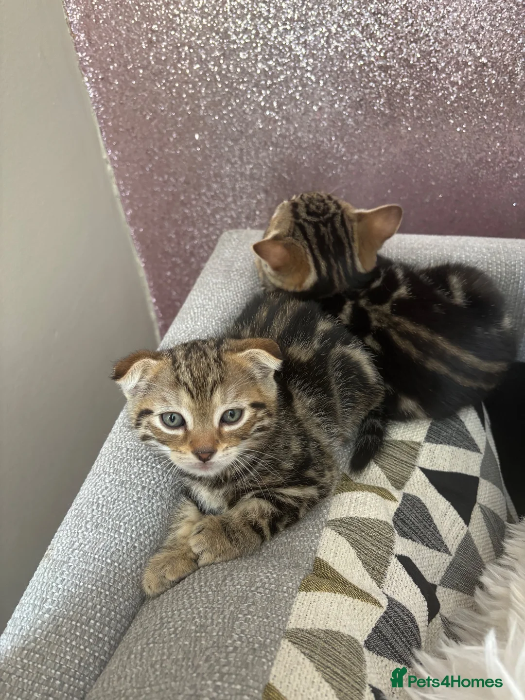 Scottish Fold cats for sale: 3 beautiful Scottish fold kittens for sale  - Advert 14