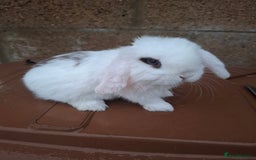Mini Lop rabbits for sale: Mini lops for sale - Image 3
