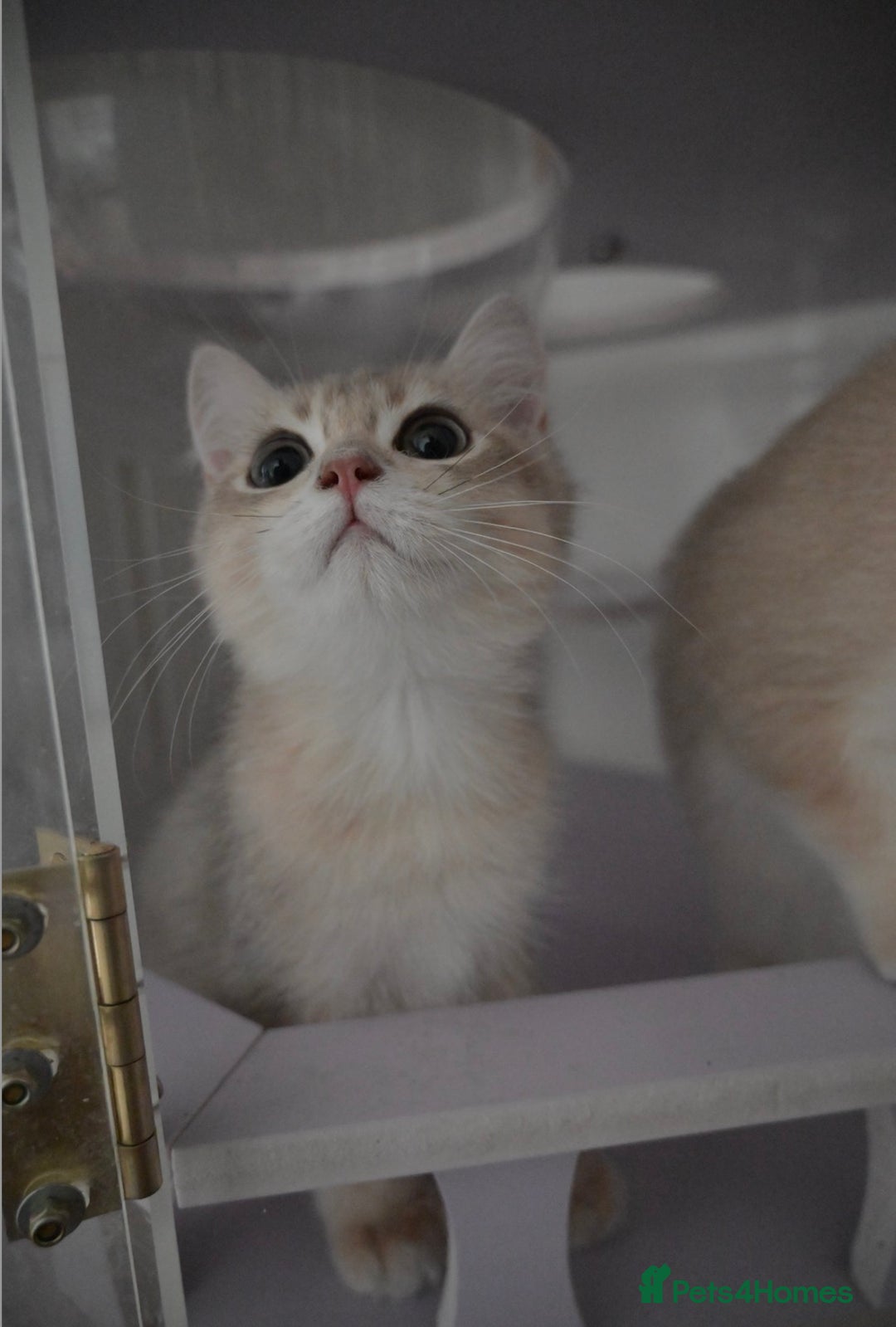 British Shorthair cats for sale: Golden Shaded Kittens WCF & TICA Registered - Image 31