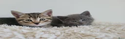 British Shorthair cats for sale: Half british shorthair/Tabby kitten - Advert 11