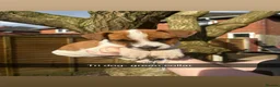 Jack Russell dogs for sale: Jack russel puppies - Advert 7