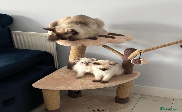 Ragdoll cats - Advert 13