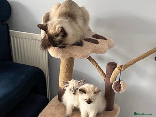 Ragdoll cats - Advert 22
