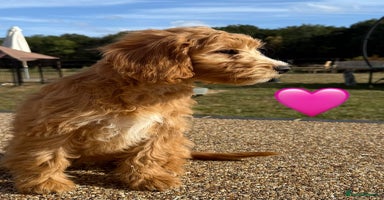 Cockapoo dogs - Advert 14