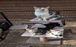 Bengal cats for sale: Bengal Cross Kittens - Image 2