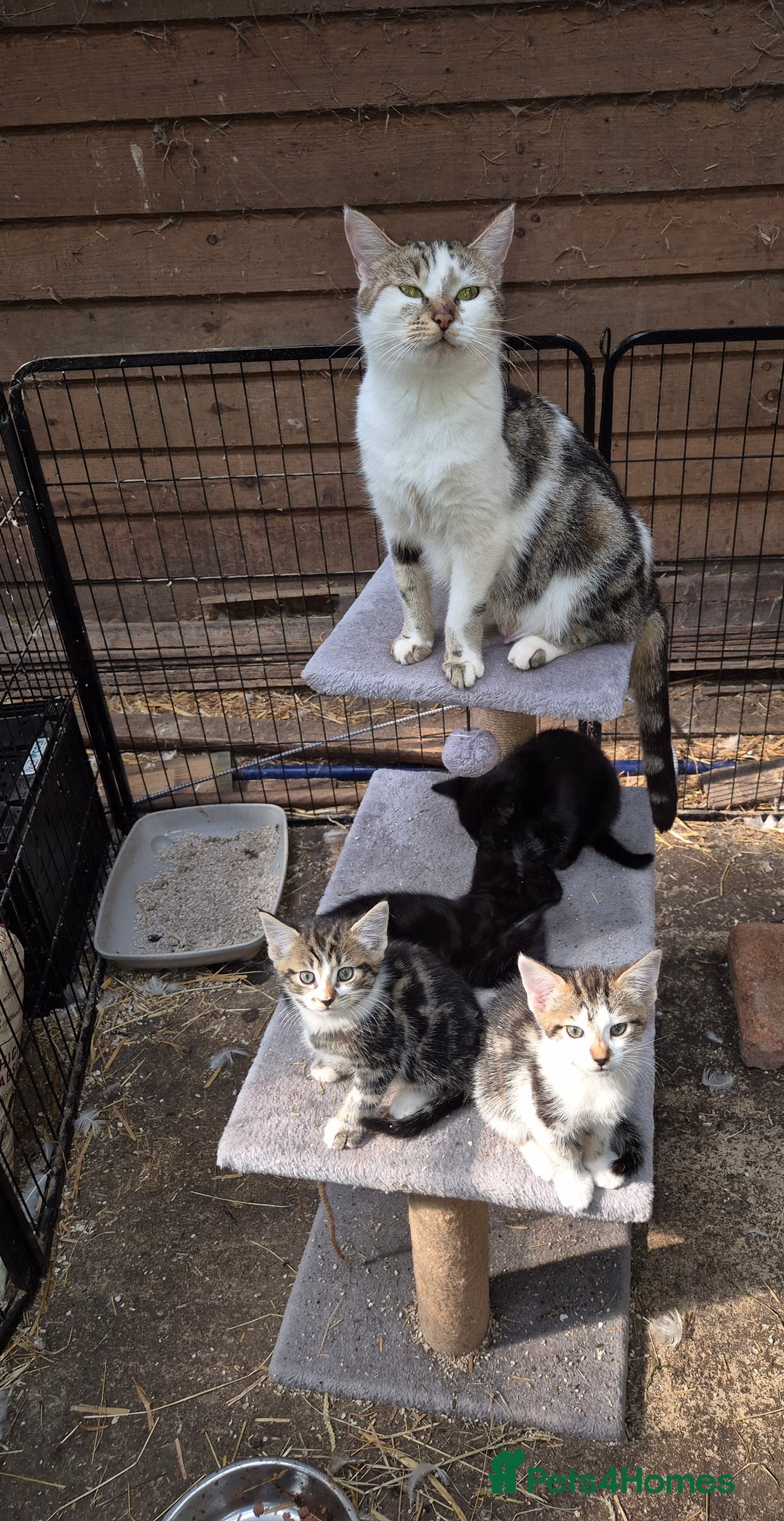 Bengal cats for sale: Bengal Cross Kittens - Image 2