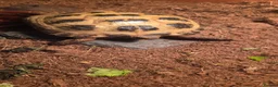 Hermann Tortoise reptiles for sale: Tortoise and set up in Mansfield - Advert 2