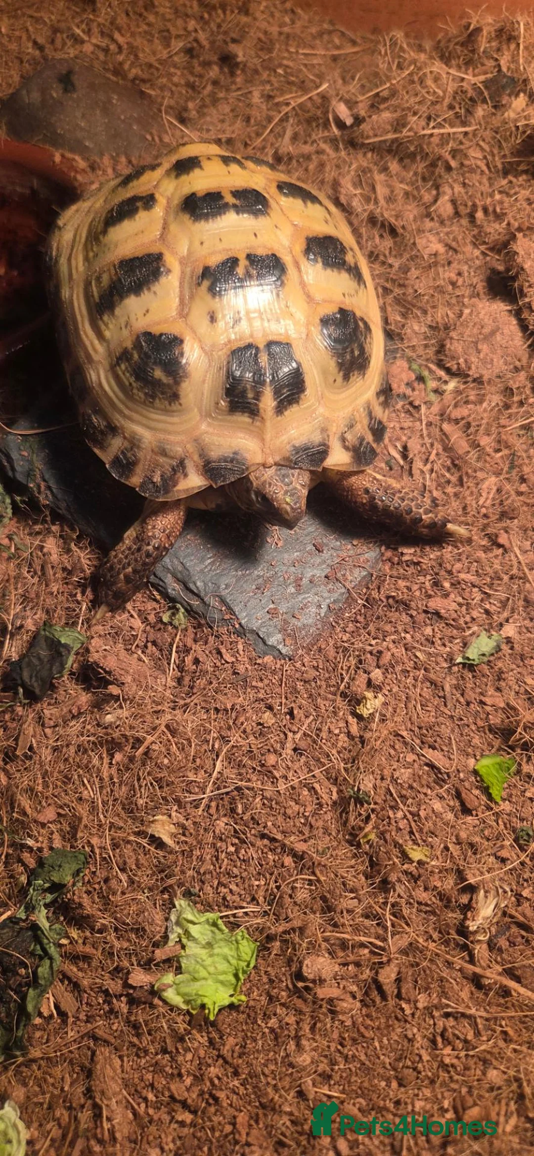 Hermann Tortoise reptiles for sale: Tortoise and set up in Mansfield - Advert 2