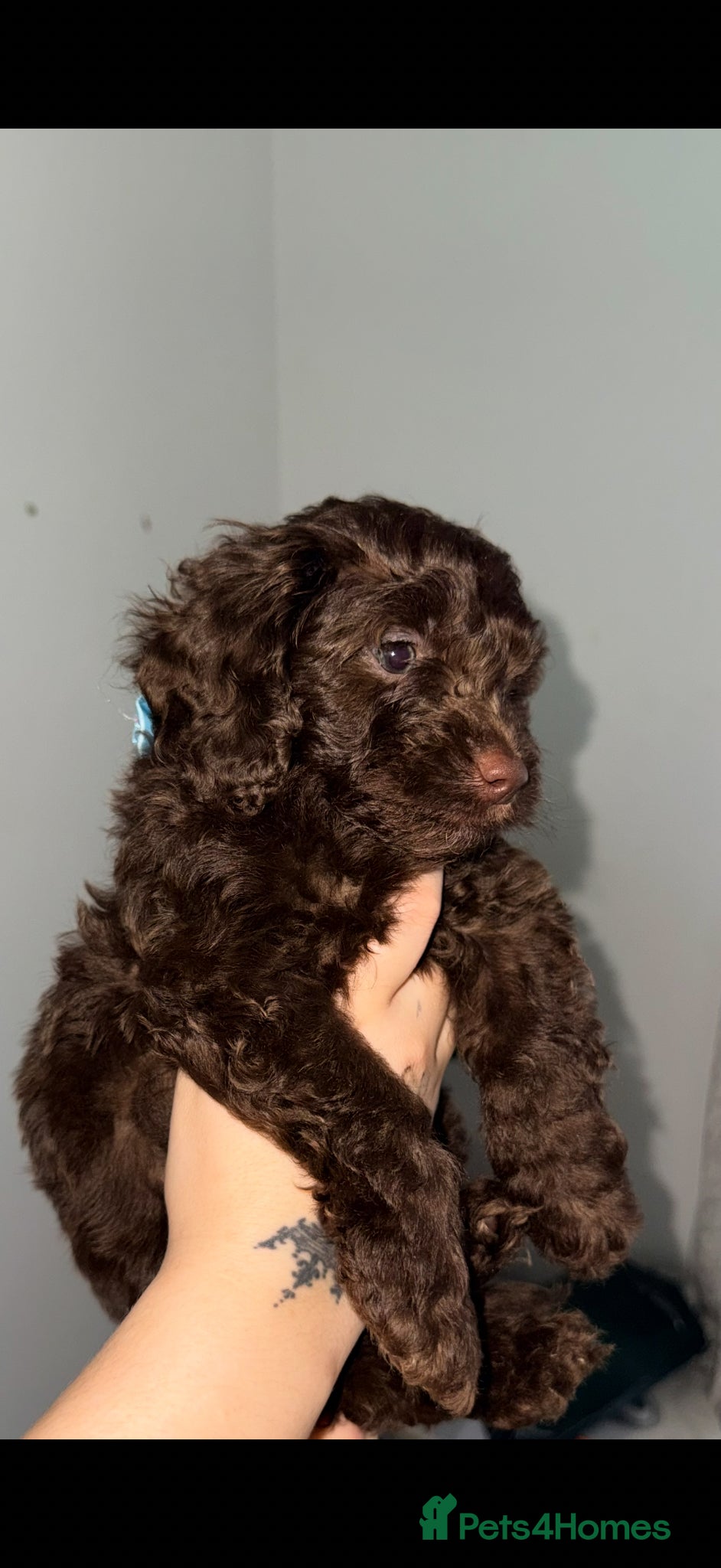 Cavapoo dogs Beautiful puppies looking forever homes  - Advert 16