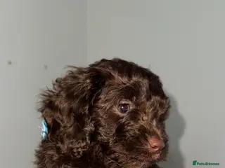 Cavapoo dogs Beautiful puppies looking forever homes - Advert 16