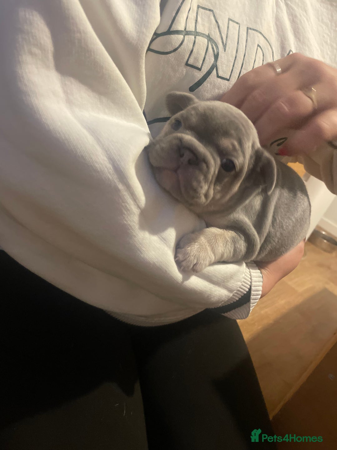 French Bulldog dogs for sale: French bulldogs - Image 6