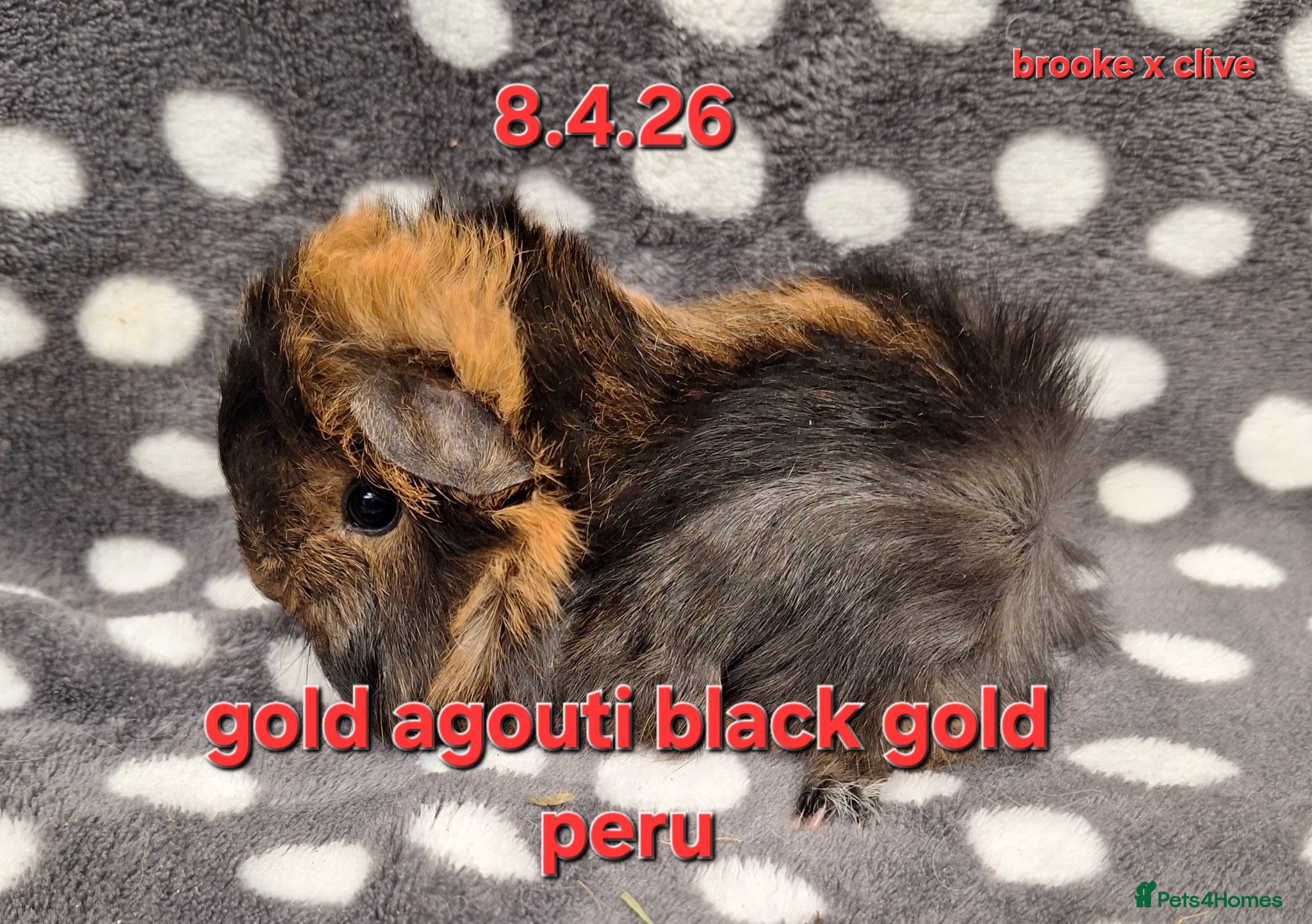 Guinea Pig rodents Baby female guinea pigs - Advert 22