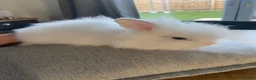 Lionhead rabbits for sale: Lion head bunnies  - Advert 1